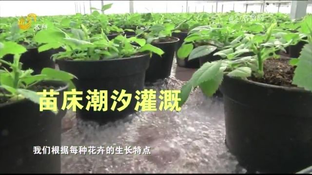 东营这家花卉企业赚钱有招,生产成本一降再降,工作效率一再提升