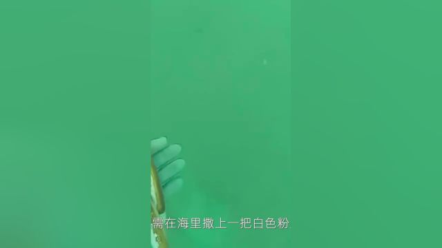 蛏子养殖:播种蛏子很无脑,自动扎根土壤!#蛏子 1