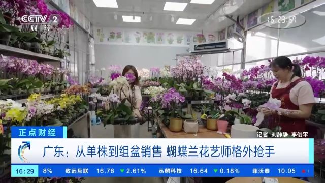 销售淡季不淡 广东蝴蝶兰卖爆了!部分商家月销量达10万株