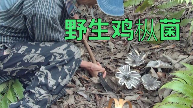 野生鸡枞菌