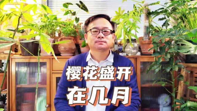 樱花盛开在几月?早樱和晚樱各有不同