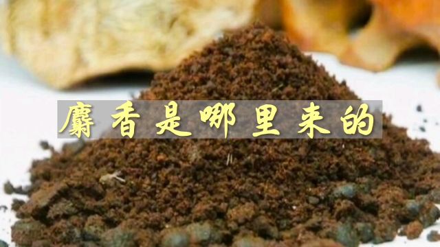 大名鼎鼎的麝香!究竟是从哪里来的呢?