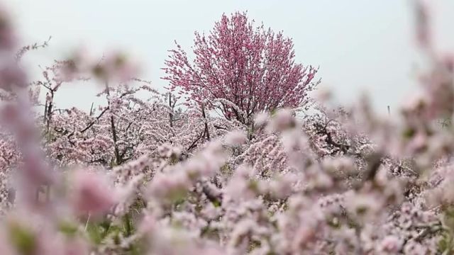 日照市东港区:万亩桃花开 近日,在日照市东港区三庄镇万亩黄桃基地,漫山遍野的桃花迎风绽放,粉色的海洋汇成了春日最美“桃花源”.万亩桃花万亩...