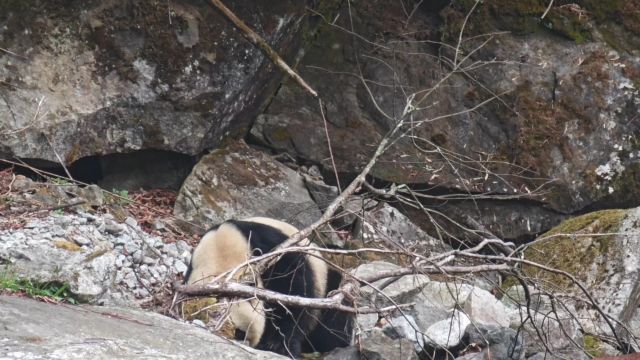 四川一大熊猫下山喝水与巡护员“偶遇”, 同框拍照最近只有5米