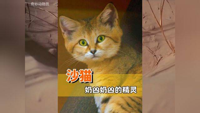 沙漠精灵之沙猫