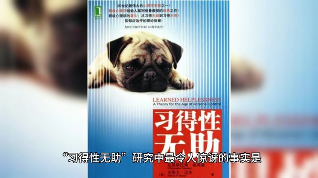 口袋心理学小课堂——塞利格曼与无助实验