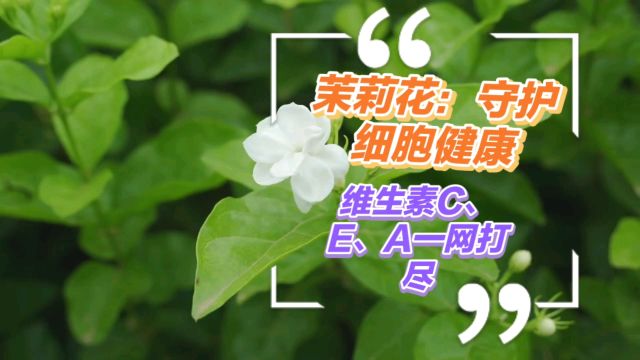 茉莉花:守护细胞健康,维生素C、E、A一网打尽