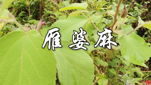 中草药——雁婆麻