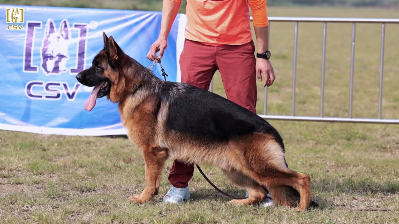 壁纸 动物 狗 狗狗 1280_720