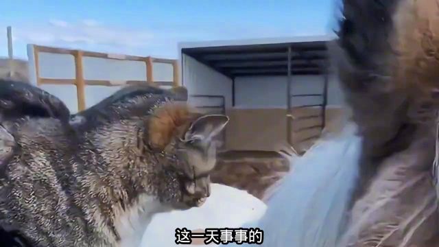 狗:你尾巴起火了 猫:谁的尾巴?