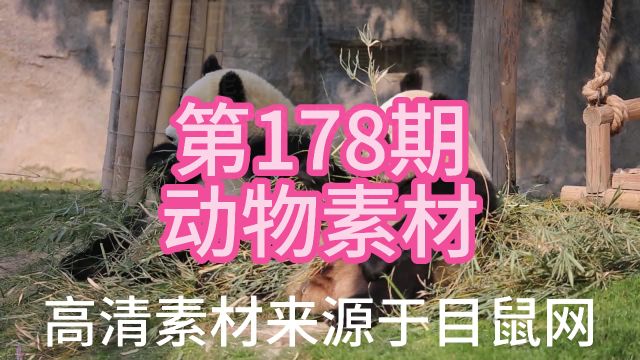 178两只可爱的国宝大熊猫,熊猫视频素材,动物视频素材