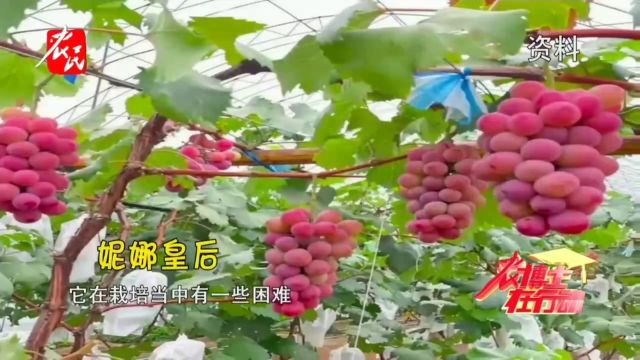 科技助农 | 妮娜皇后着色难 温室种植更适宜