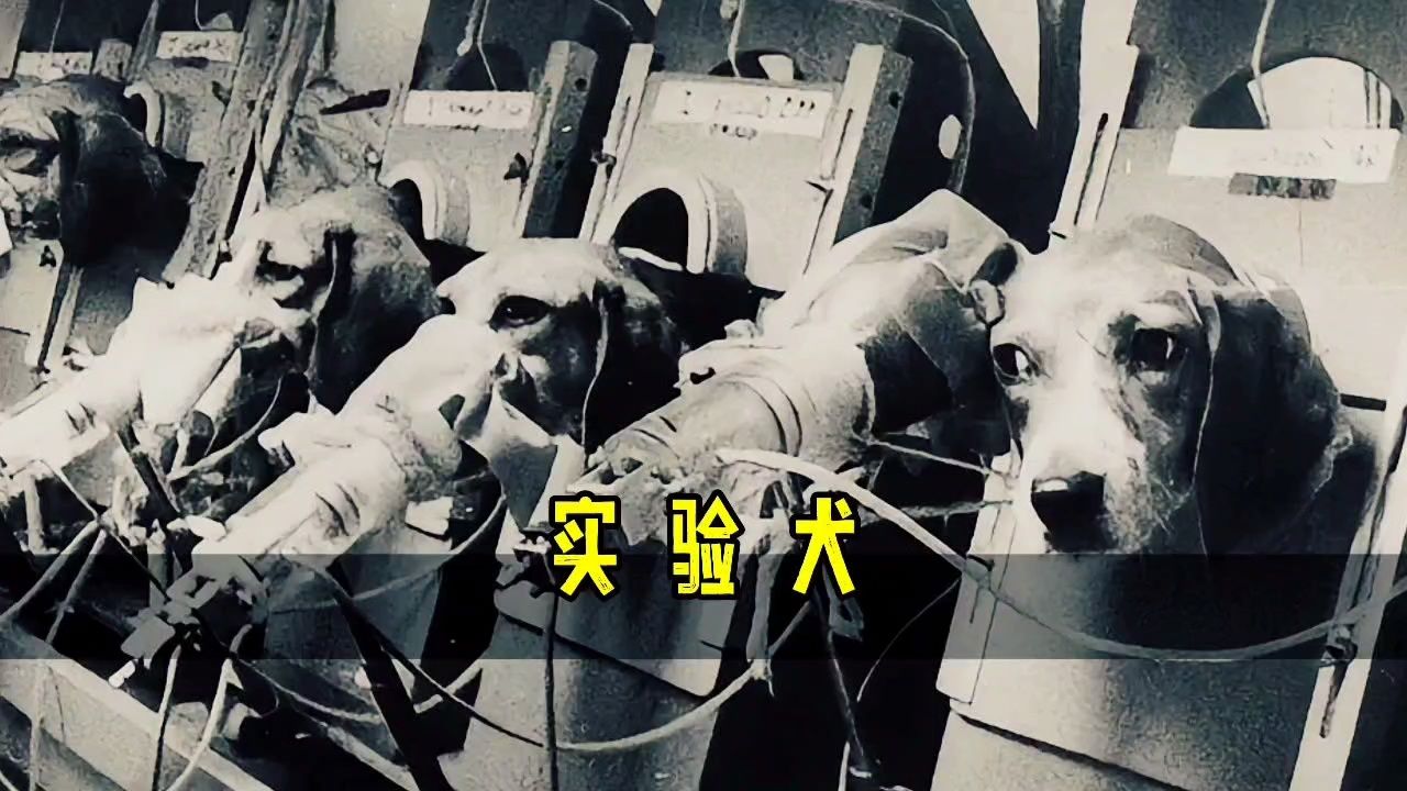 实验用犬,只能选比格犬。它们的一生有多可悲?_高清1080P在线观看平台_腾讯视频
