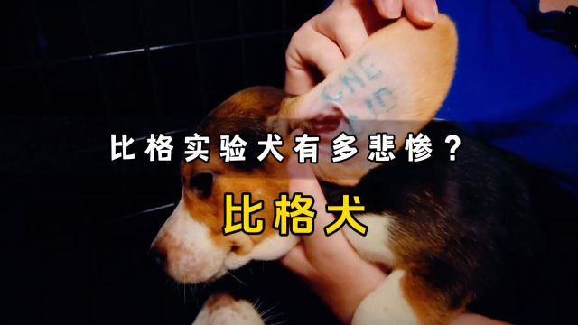 用于实验,没有名字,只有编号的比格实验犬,