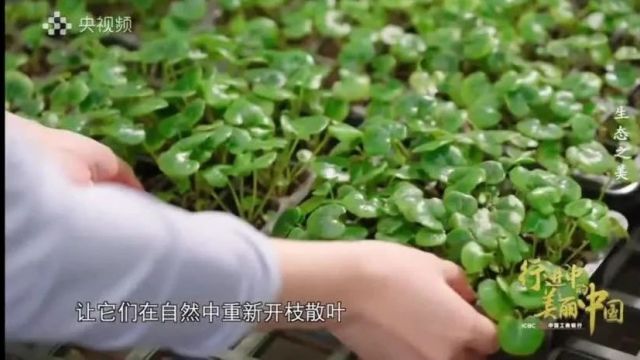 珍稀濒危植物的“诺亚方舟”:华南植物园 | 行进中的美丽中国