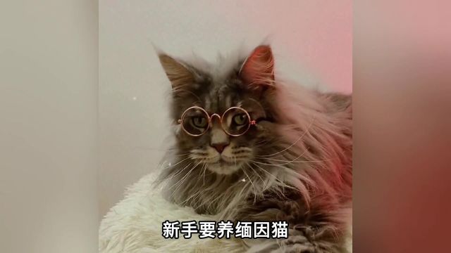 新手养缅因猫?多少钱一只?谨慎啊!#萌宠出道计划 #萌宠 #猫咪 #缅因猫 #抖in萌宠计划