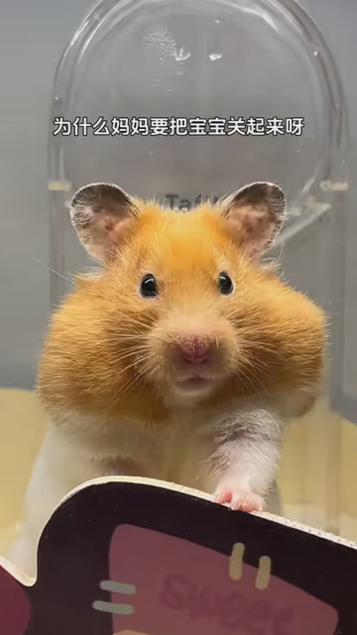 宝宝真的很想出去玩 #艾特你想艾特的人 #金丝熊仓鼠 #金丝熊日常