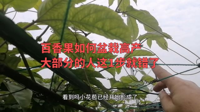 百香果如何盆栽高产,大部分的人这1步就错了