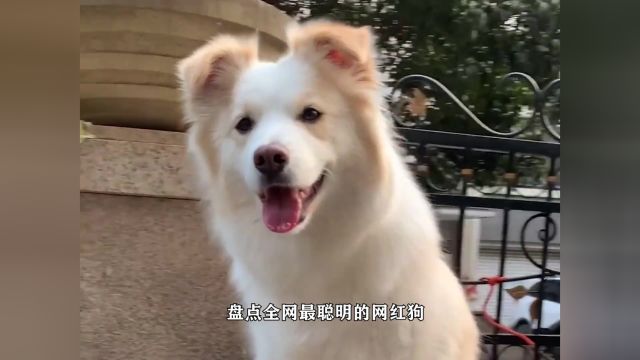 盘点全网最聪明的狗 #萌犬 #养狗经验分享