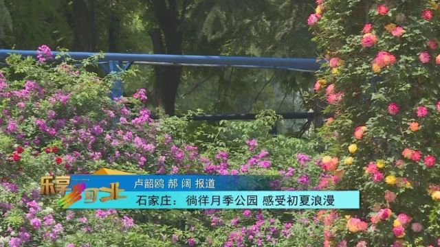 徜徉石家庄月季公园 感受初夏浪漫