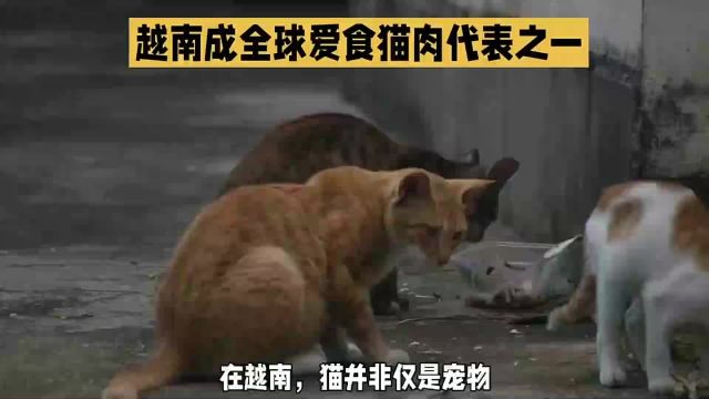 越南猫肉文化:传统与道德的较量