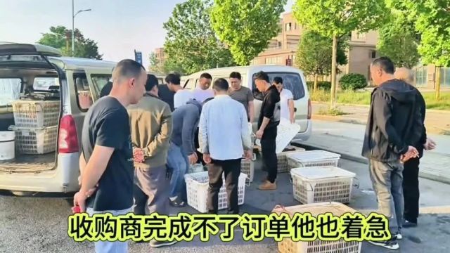 龙虾价格播报停笼控笼龙虾涨价了我们还继续控笼吗大家来说说看法