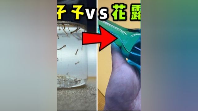 把50只孑孓扔进花露水里洗个澡!会发生什么事? #孑孓 #蚊子幼虫 #实验 #趣味实验 #生物 #花露水