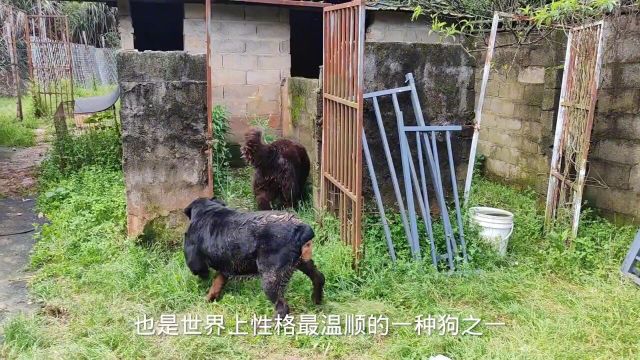 纽芬兰犬慌不择路,罗威纳犬步步紧逼,准备攻击