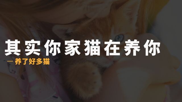 猫咪年龄换算,看看你家猫几岁啦!