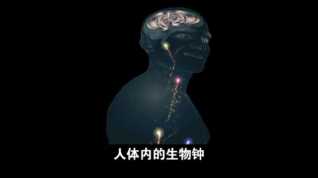 人体的生物钟