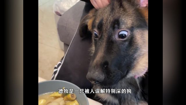 德牧劝退指南 #黑背 #德牧德牧 #训犬 #犬 #狗狗