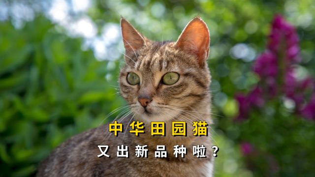 中华田园猫《雀猫》