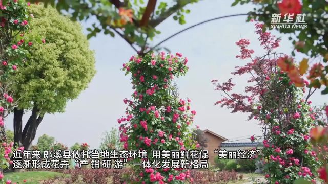 安徽郎溪:美丽鲜花促“美丽经济”