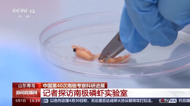 我国南极磷虾研究有何新进展?记者带你去实验室一探究竟