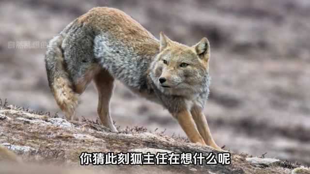 藏狐,网络热门生物狐主任