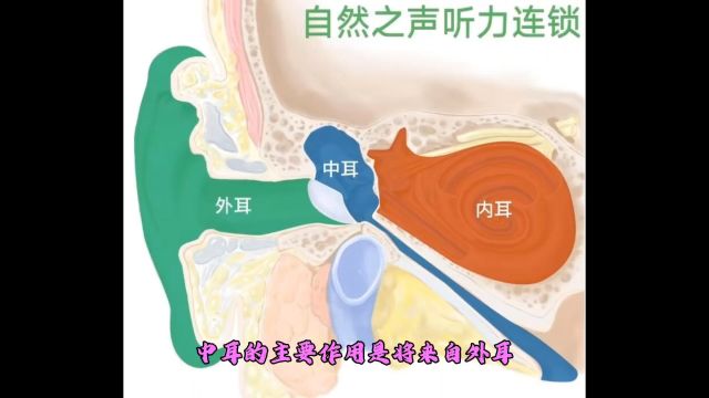 中耳的主要作用是什么?