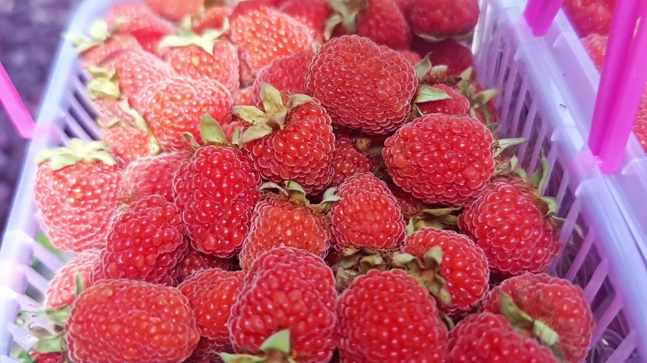 掌叶覆盆子成熟最多的一天,早上摘果子,下午去市区送树莓