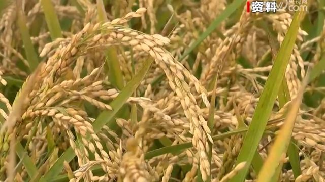 三大粮食作物完全成本保险和种植收入保险政策全面实施,稳定种粮农民收益,提升防灾减灾救灾能力