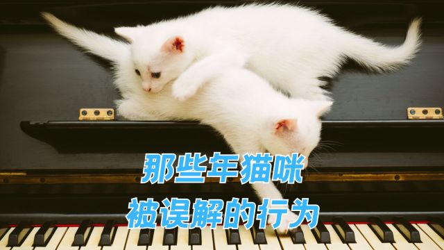 猫咪这些行为真正的意义,你知道吗?