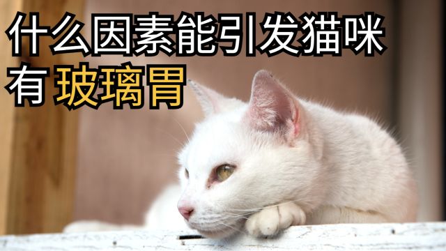 什么因素能引发猫咪有玻璃胃呢?进来学习!