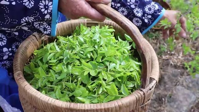 济南市平阴县东阿镇:酸枣芽成为“致富芽”