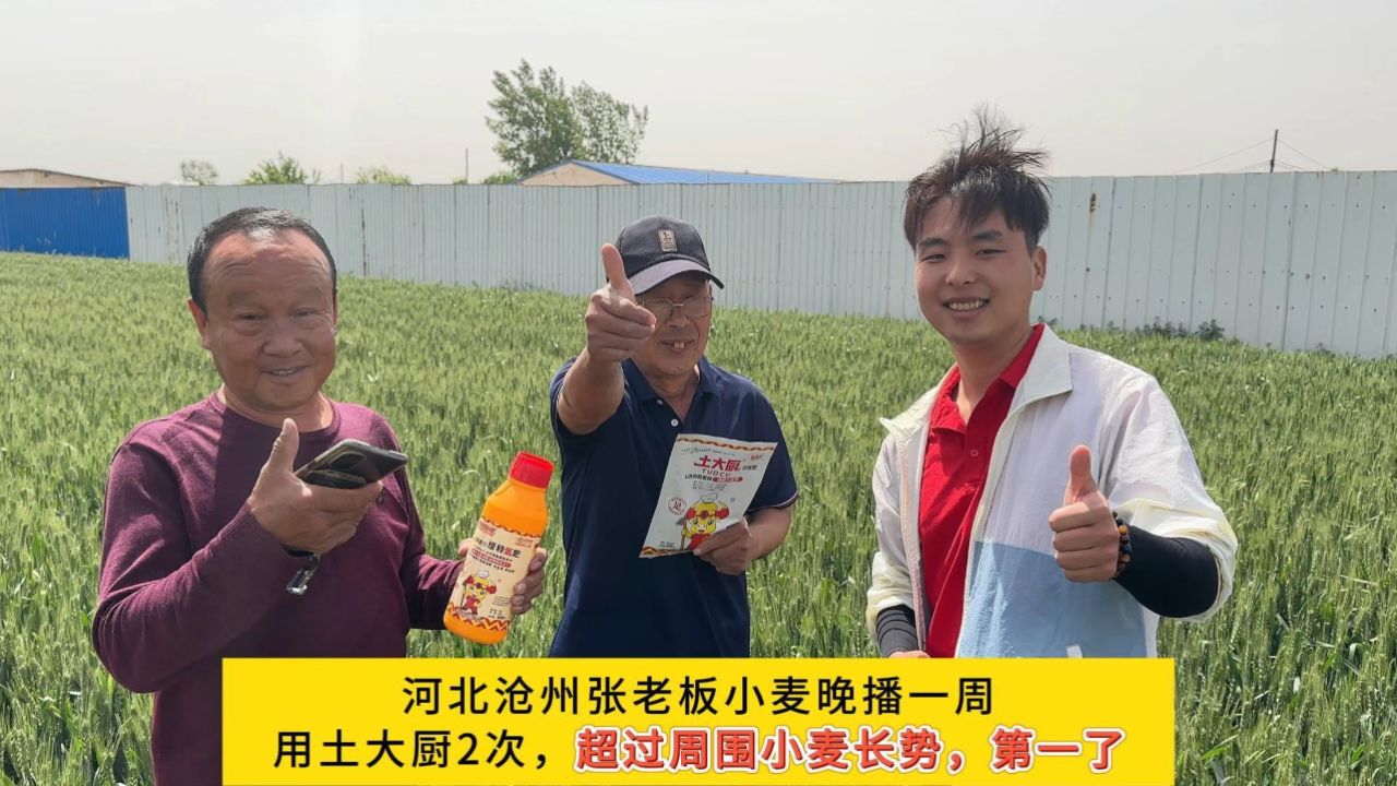 用土大厨功效肥2次,超过周围小麦长势,第一了!