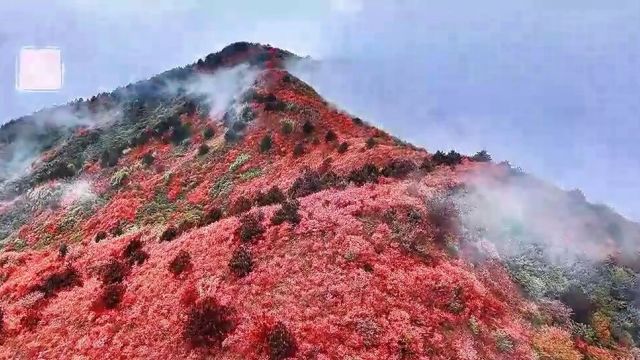 雾里看花九岭山#高山杜鹃#亮羽摄影#百里杜鹃自驾游