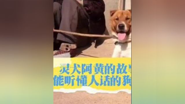 灵犬阿黄的故事,能听懂人话的狗子!2/3