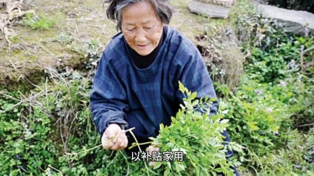 标题:山间奇遇:意外的金色宝藏在远离尘世喧嚣的深山中.