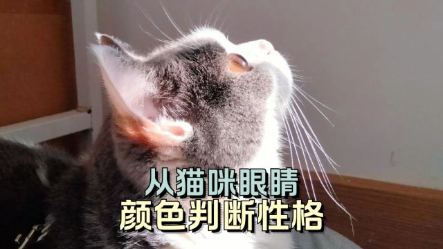 从猫咪眼睛的颜色,可以看出它的性格哦!