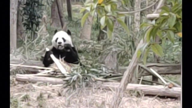 成都熊猫基地观大熊猫