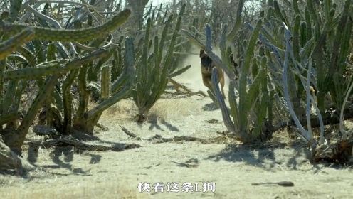 《绝命荒漠》3集 一群可怜的T渡客 被恶毒猎人逼上绝路#绝命荒漠  #电影解说  #影视剪辑