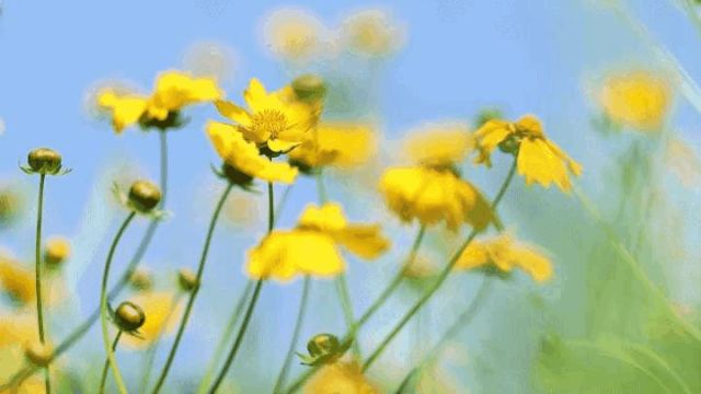 风车、花海、蓝天、碧水……初夏的三湘大地美如画卷