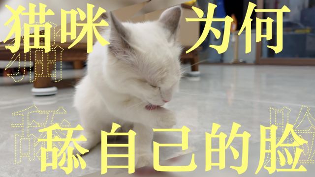 发现了吗?猫咪超爱舔自己的脸!